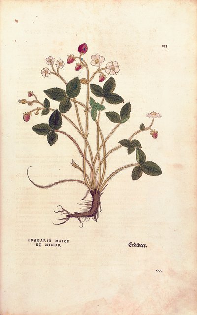 Fresa silvestre - Fragaria vesca (Fragaria maior et minor) de De historia stirpium commentarii insignes (Notable Commentaries on the History of Plants) de Leonhard Fuchs