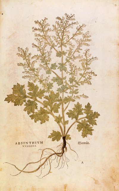 Ajenjo - Artemisia absinthium por Leonhart Fuchs de De historia stirpium commentarii insignes, grabado coloreado de Leonhard Fuchs