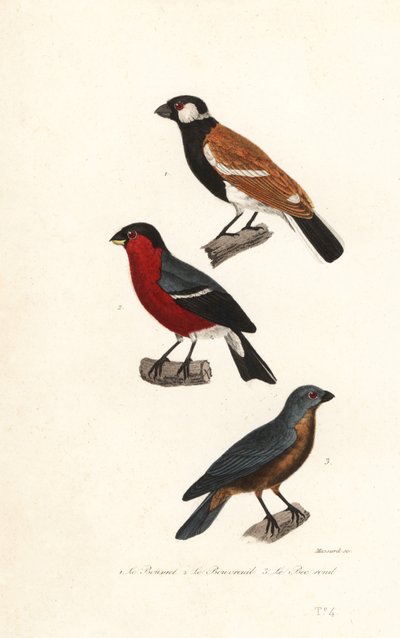 Especies de camachuelo de la reunión, camachuelo euroasiático y picogordo azul. de Leopold Massard