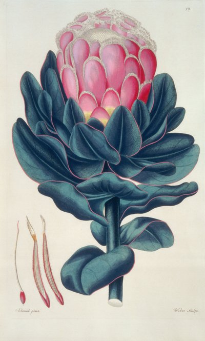Protea speciosa, Perigonia pistillum (lámina 12) de 