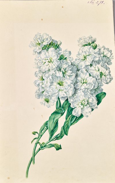Flores blancas de Leopold von Stoll