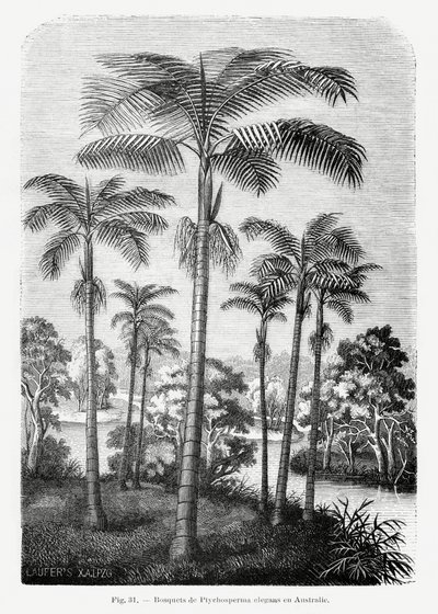  de Les Palmiers Histoire Iconographique