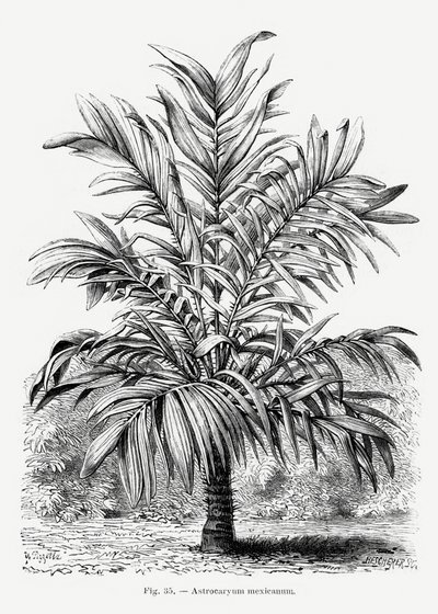  de Les Palmiers Histoire Iconographique