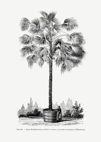  de Les Palmiers Histoire Iconographique