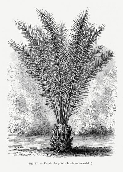  de Les Palmiers Histoire Iconographique