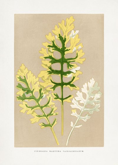  de Les Plantes a Feuillage Colore