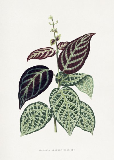  de Les Plantes a Feuillage Colore
