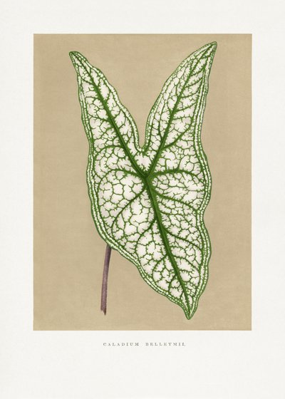  de Les Plantes a Feuillage Colore