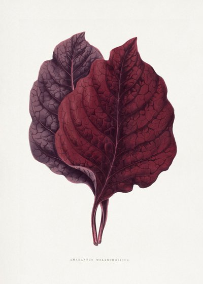  de Les Plantes a Feuillage Colore
