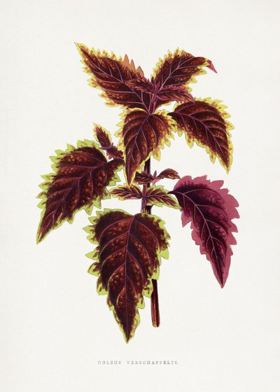  de Les Plantes a Feuillage Colore