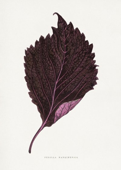  de Les Plantes a Feuillage Colore