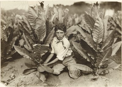 Recolector de diez años en la plantación de tabaco de Gildersleeve de Lewis W. Hine