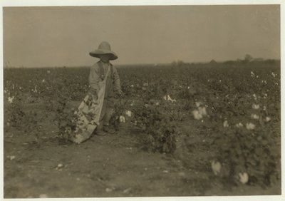 Willie Hesse de 5 años recoge 15 libras de algodón al día en la granja de 80 acres de sus padres cerca de West, Texas, 1913 de Lewis Wickes Hine