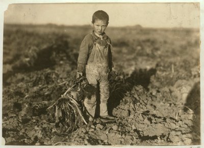 Jo de 6 años tirando remolachas azucareras en una granja cerca de Sterling, Colorado, 1915 de Lewis Wickes Hine