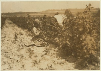 Una niña polaca de seis años recogiendo bayas todo el día con su familia (Scholtz) en Rock Creek cerca de Baltimore, Maryland, 1909 de Lewis Wickes Hine