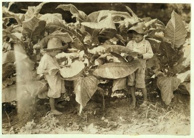 Amos 6 y Horace 4 deshojan y chupan plantas de tabaco todo el día para su padre John Neal en el condado de Warren, Albaton, Kentucky, 1916 de Lewis Wickes Hine
