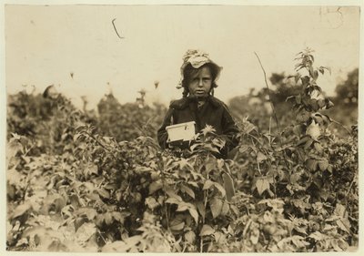 Annie Bissie recogiendo bayas en los campos cerca de Baltimore, Maryland, 1909 de Lewis Wickes Hine