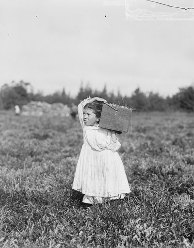 Jennie Camillo de ocho años de Filadelfia recogiendo arándanos en el pantano de Theodore Budd, Turkeytown, cerca de Pemberton, Nueva Jersey, 1910 de Lewis Wickes Hine