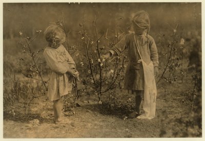 Millie, de 4 años recoge 8 libras de algodón al día y Nellie 5, recoge 30 en una granja cerca de Houston, Texas, 1913 de Lewis Wickes Hine