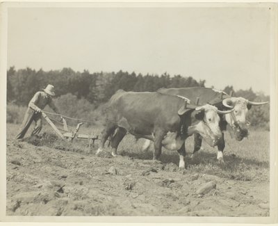 Escena rural en el centro de Maine, aún se utilizan muchos bueyes de Lewis Wickes Hine