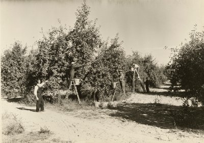 Sin título, ca. 1935 de Lewis Wickes Hine