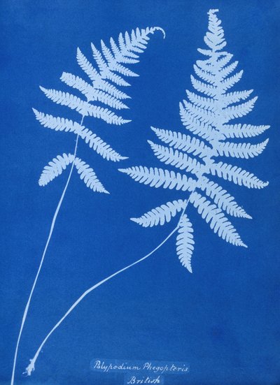 Cianotipo de Polypodium phegopteris de Unbekannt Unbekannt