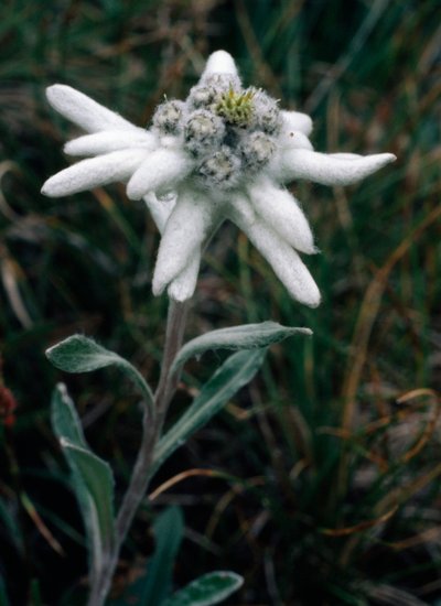 Edelweiss (foto) de Unbekannt Unbekannt