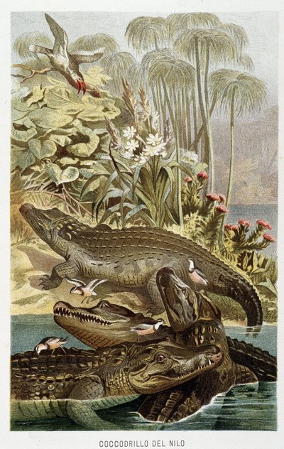 Cocodrilos del Nilo (crocodilus nicoticus) - en “La Vita degli animali” de A.E. Brehm, Torino de Unbekannt Unbekannt