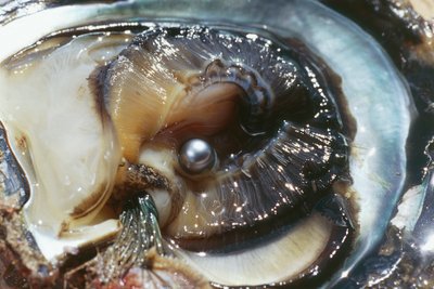 Ostra con perla negra, Manihi, archipiélago de Tuamotu, Polinesia Francesa (territorio de ultramar de la República Francesa) de Unbekannt Unbekannt