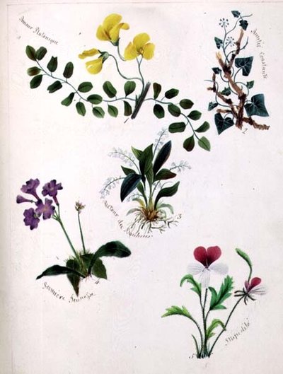 Flores Silvestres de Lili Cartwright