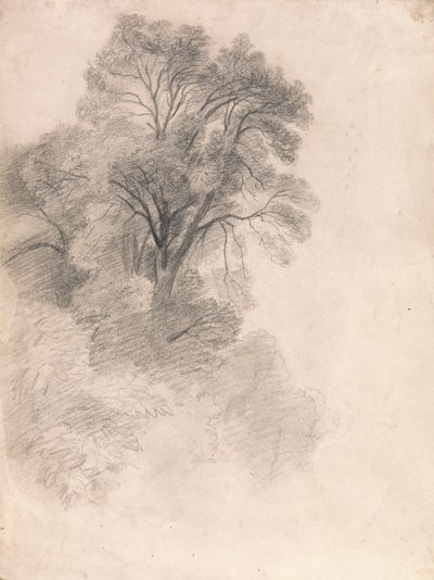 Estudio de los fresnos de Lionel Constable