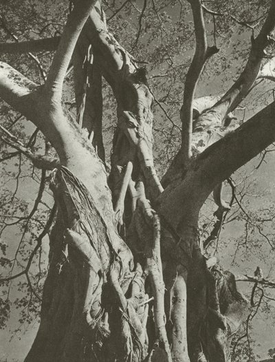 Árbol baniano (foto en blanco y negro) de Lionel Wendt