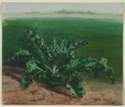 Estudio de una planta, posiblemente cardo, 1862 de Léon Bonvin