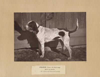 Pilote, Chien de Saintonge, Meute de Virelade, A.M. Joseph de Carayon Latour de Leon Cremiere