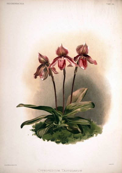 Cypripedium × tautzianum cultivar = (Paphiopedilum barbatum × Paphiopedilum niveum) de London H. Sotheran and Co.