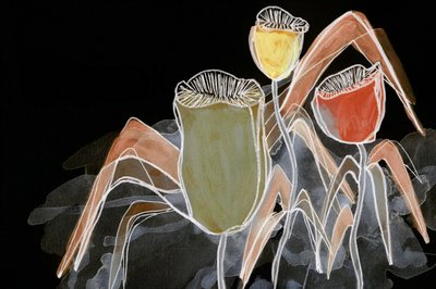 Cápsulas botánicas oscuras de Lori Ann Folz