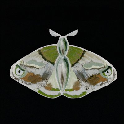 Una llamativa polilla verde de Lori Ann Folz