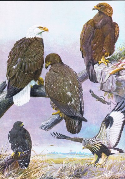 Águila Calva, Águila Dorada Americana, Halcón de Patas Rudas Americano de Louis Agassiz Fuertes
