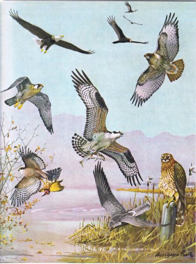 Águila Calva, Buitre Tortuga, Halcón de Cola Roja del Este, Halcón Pato, Águila Pescadora Americana, Halcón de los Pantanos de Louis Agassiz Fuertes