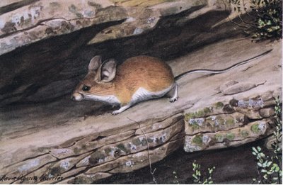 Ratón de Orejas Grandes Representa al Clan de Pies Blancos en los Cañones Escarpados del Suroeste de Louis Agassiz Fuertes