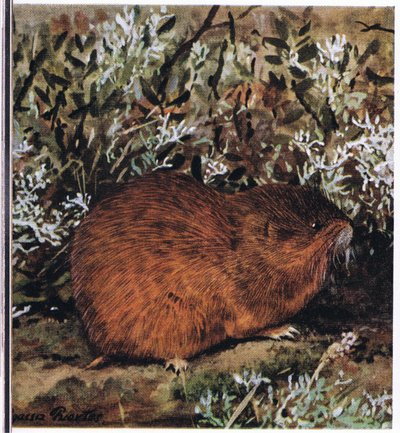 Lemming marrón, un roedor robusto que vive en un laberinto de túneles de Louis Agassiz Fuertes