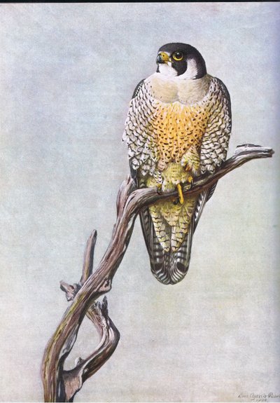 Halcón Pato de Louis Agassiz Fuertes