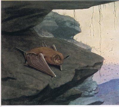 Murciélago de cola libre de Louis Agassiz Fuertes