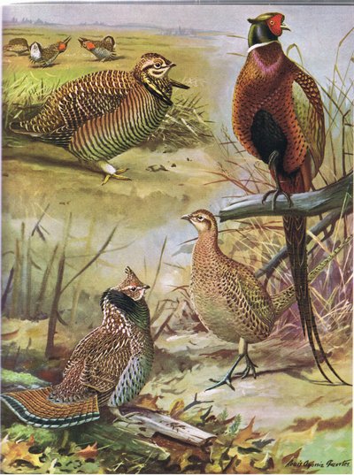 Gallina de los Páramos, Faisán de Collar, Urogallo del Este de Louis Agassiz Fuertes