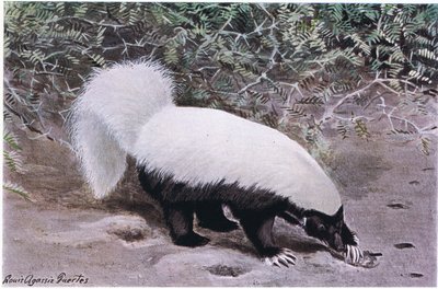 Zorrillo hocicudo, parte superior blanca, parte inferior negra, excava en busca de comida con sus largas garras de Louis Agassiz Fuertes