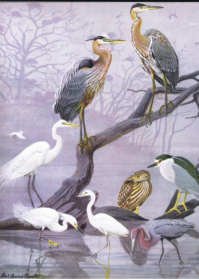 Ilustración de La historia natural de las aves americanas del este y centro de Norteamérica, pub. por Bramhall House c.1970 de Louis Agassiz Fuertes