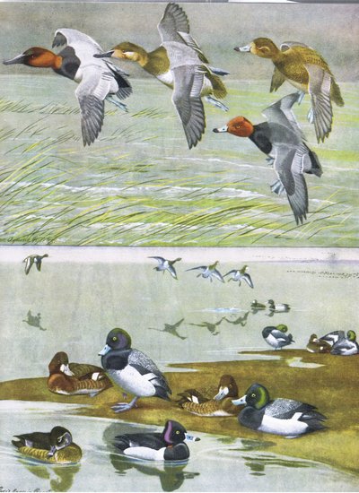 Ilustración de La historia natural de las aves americanas del este y centro de Norteamérica, pub. por Bramhall House c.1970 de Louis Agassiz Fuertes