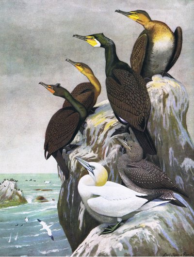 Ilustración de La historia natural de las aves americanas del este y centro de Norteamérica, pub. por Bramhall House c.1970 de Louis Agassiz Fuertes