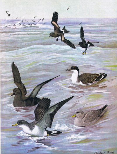 Ilustración de La historia natural de las aves americanas del este y centro de Norteamérica, pub. por Bramhall House c.1970 de Louis Agassiz Fuertes