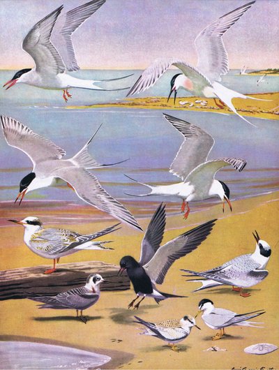 Ilustración de La historia natural de las aves americanas del este y centro de Norteamérica, pub. por Bramhall House c.1970 de Louis Agassiz Fuertes